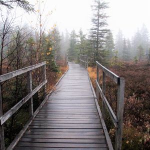 Holzbrücke und Holzwanderweg im Erzgebirge, im Hintergrund ein Nadelwald im Nebel